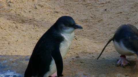 Little penguin close up Stock Footage 132612256