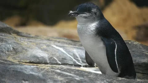 Little penguin Stock Footage 12754563