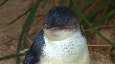 Little Penguin Stock Footage 140290686