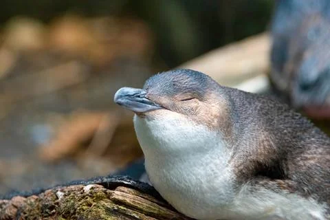 Little penguin Stock Photos