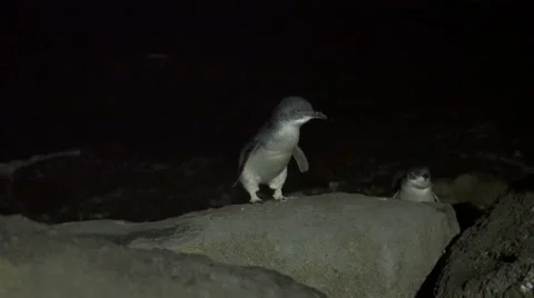 Little penguin returning from sea to the nesting area Stock Footage 59195748