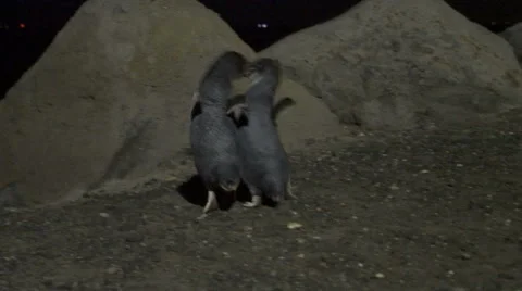 Little penguins fighting Stock Footage 59478811