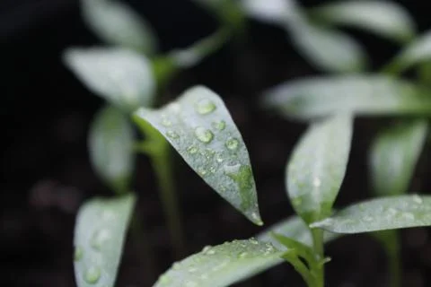 Little Pepper Stock Photos