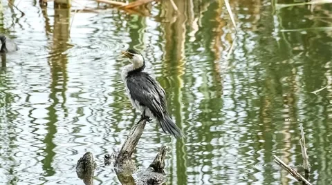 Little pied cormorant on log while Eurasian coots swim in the background, slo Stock Footage 62761912