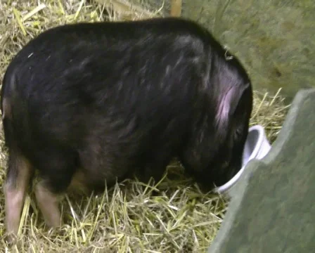  little pig Vídeo Stock 357793