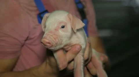 Little pig Stock-Footage 11018634