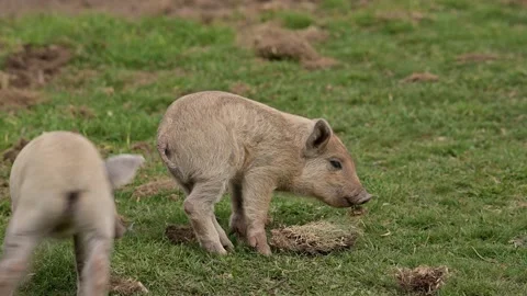 Little piggy digging in the grass while other little piglets playing around it. Video stock 181593392