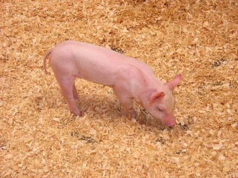 Little Piglet Stock Photos