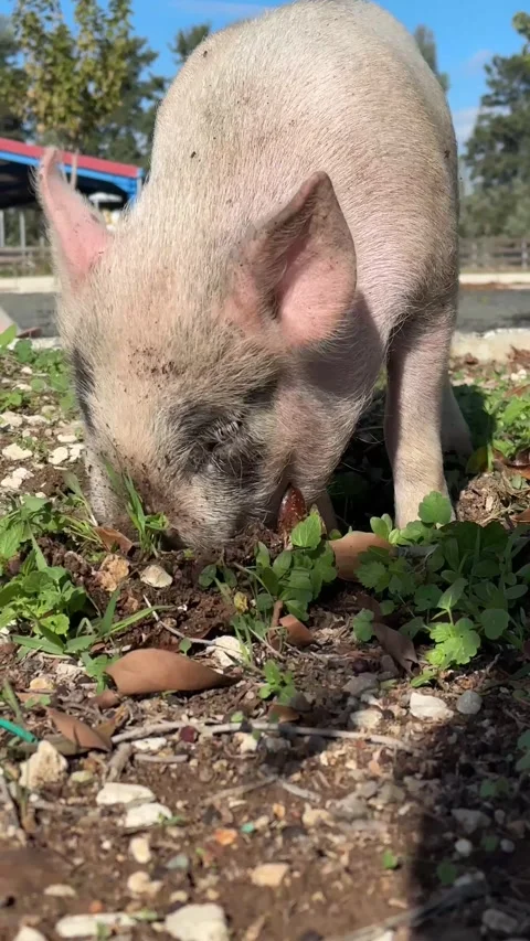 Little piglet pig digging the ground vertical video. pigs on farm business Stock Footage 295129092