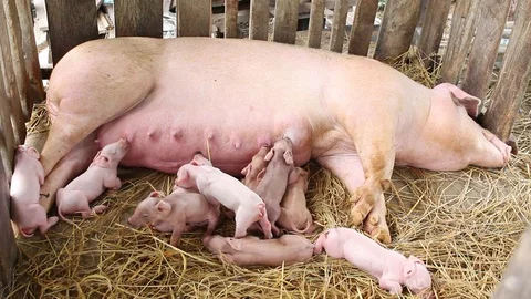 Little Piglets Stock Footage 91568766