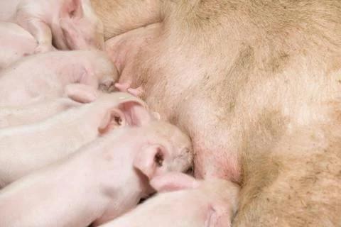 Little piglets Stock Photos