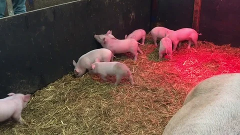 Little piglets in pigsty 動画素材 72634041