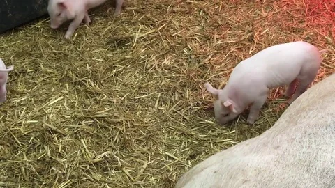 Little piglets in pigsty Stock-Footage 72634042