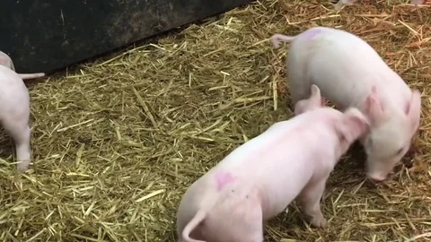 Little piglets play fighting 動画素材 72634051