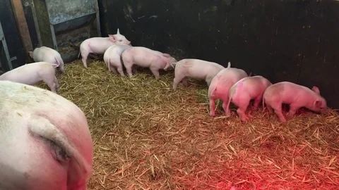 Little piglets running and looking for food in straw in pigsty with warm red 動画素材 72634036