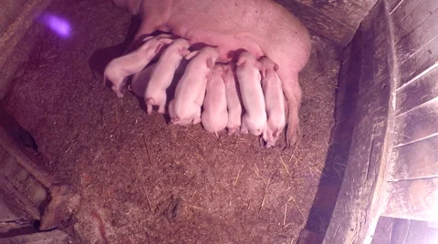 Little piglets suckling Video stock 42681099