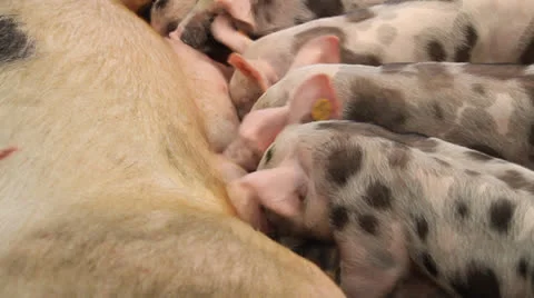 Little pigs being fed Stock-Footage 27043321