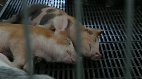 Little pigs Video stock 12255809