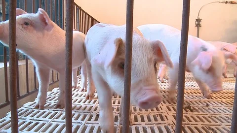 Little pigs 库存影片 91109886