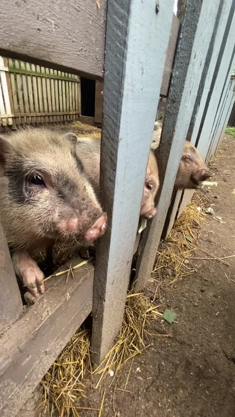 Little pigs Stock Footage 161980945