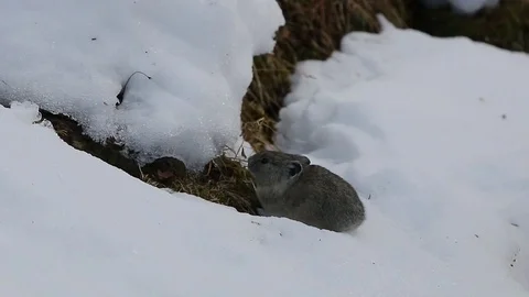 Little Pika rabbit feeding Stock Footage