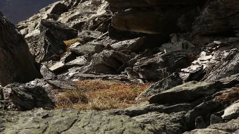 Little Pika rabbit on a rock Stock Footage 79104377