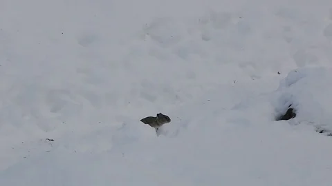 Little Pika rabbit running over snow Stock Footage