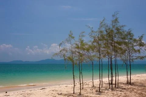 Little pine on the beach Stock Photos