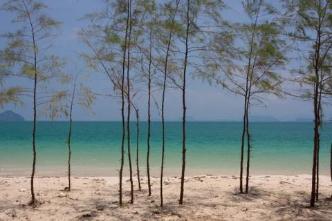 Little pine on the beach Stock Photos