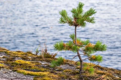 Little the pine. Stock Photos