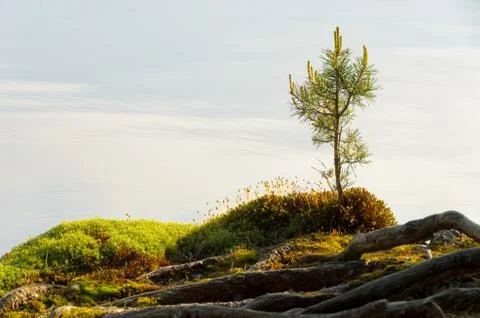 Little pine.  Stock Photos