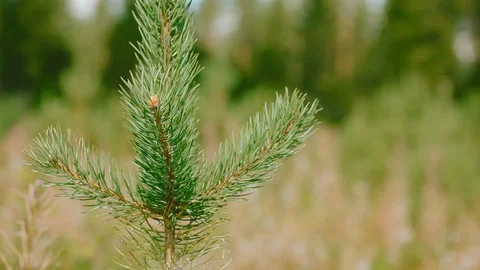 Little pine tree branches swinging in the wind with small ladybug walking around Stock Footage 129237220