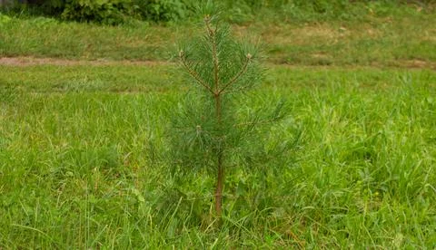 Little pine tree on the field Stock Photos
