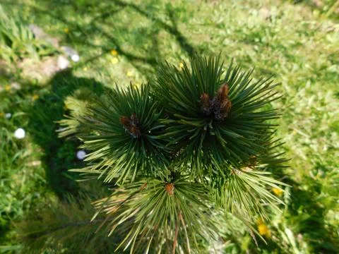 Little pine tree top view Stock Photos