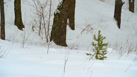 Little Pine Tree in the Winter Forest during the Snow Stock Footage 169079594
