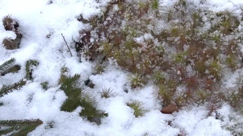 Little pine tree in winter under the snow. Video stock 306398242