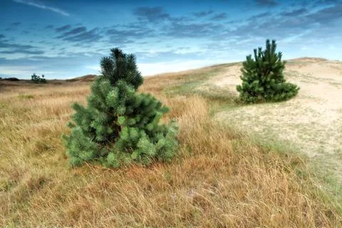 Little pine trees on dune Foto stock