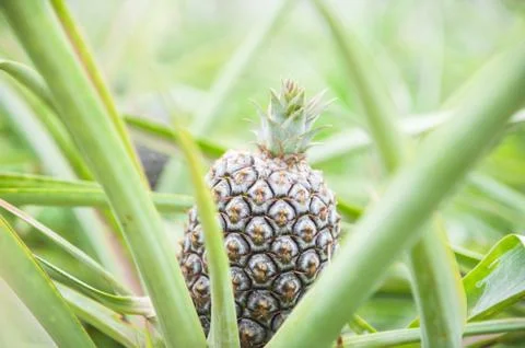 Little Pineapple Stock Photos