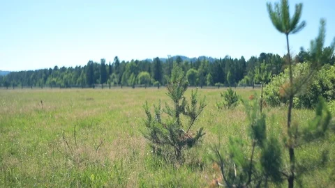 Little pines Stock Footage 105946923
