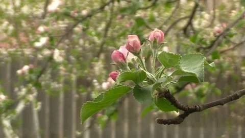 Little pink apple trees. Flowering apple tree. Video stock 153955152