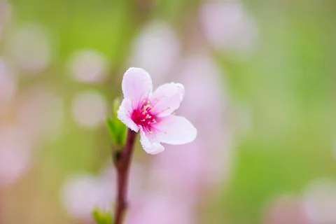 A little pink flower Stock Photos