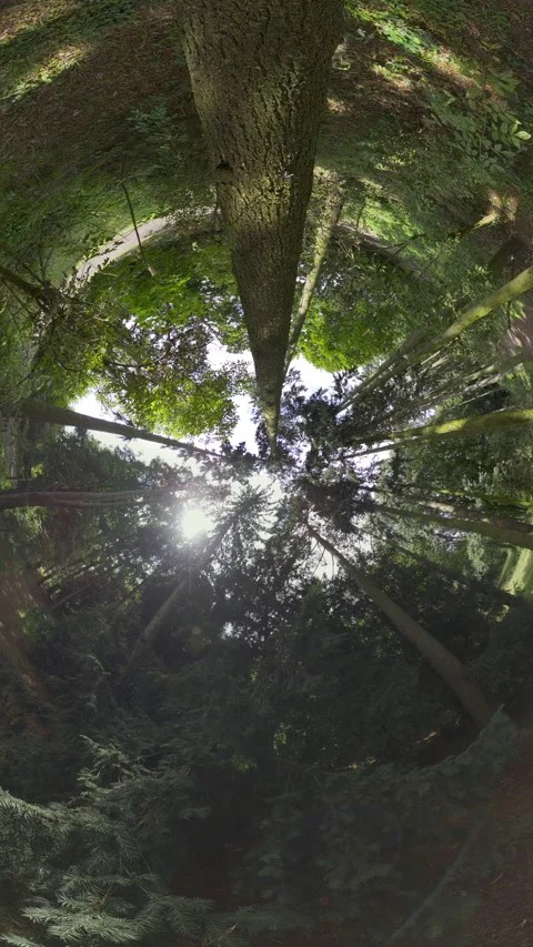 Little Planet 360 View of a Forest Stock Footage 282497782