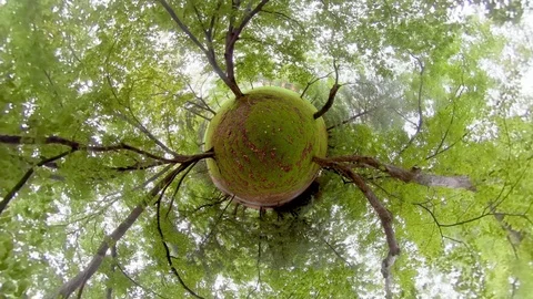 Little planet view in forest.. Vidéo 121799746