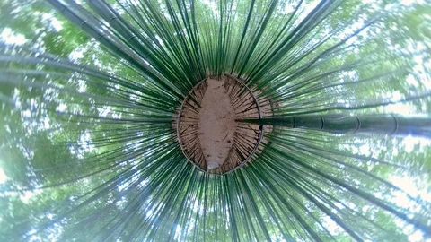 Little planet view in forest.. Video stock 121800522