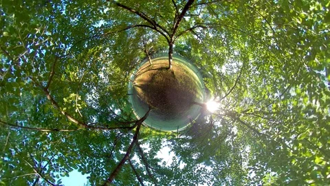 Little planet view in forest.. Video stock 121800751