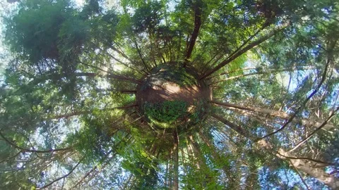 Little planet view in forest.. Video stock 121800775