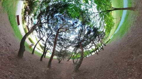 Little Planet View of Pine Forest in Ansan Hwarang Recreation Area Stock Footage 110771677