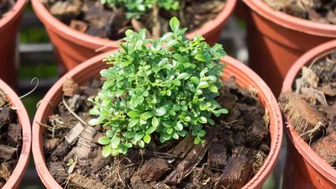 Little plant Stock Photos