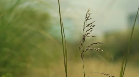 Little plant on the wind Stock Footage 39347147