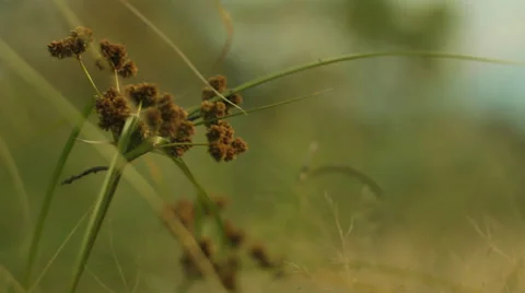 Little plant on the wind Stock Footage 39348171